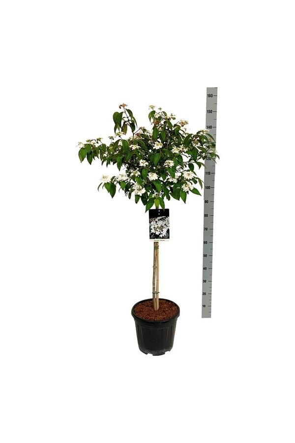 Sneeuwbal Viburnum Watanabe