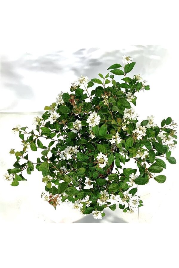 Sneeuwbal Viburnum Watanabe