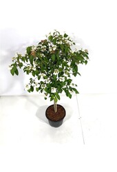 Sneeuwbal Viburnum Watanabe