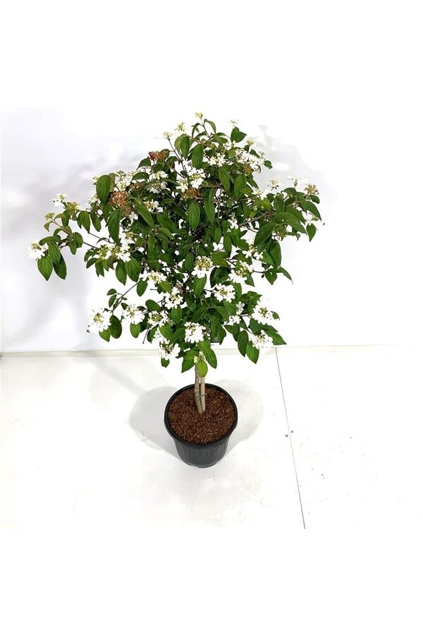 Boule de neige Viburnum Watanabe
