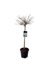 Sneeuwbal Viburnum Watanabe