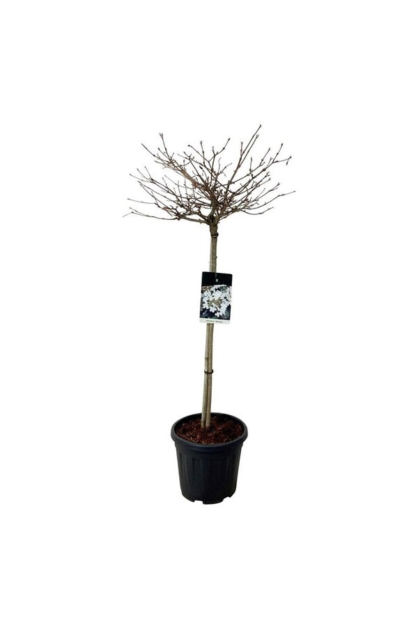 Sneeuwbal Viburnum Watanabe