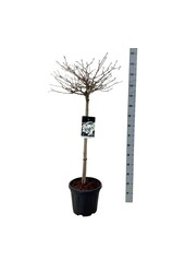 Sneeuwbal Viburnum Watanabe