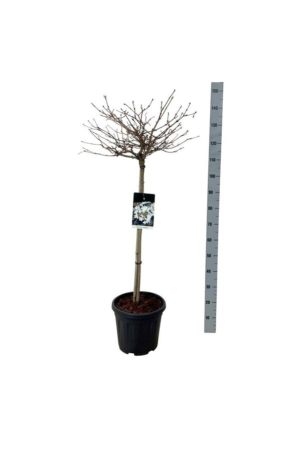 Sneeuwbal Viburnum Watanabe