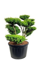 Buxus sempervirens