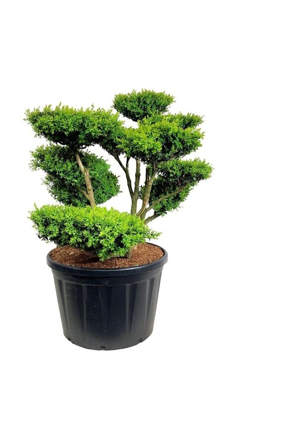 Buxus sempervirens