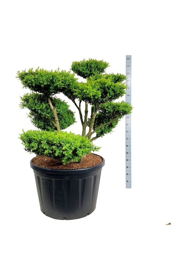 Buxus sempervirens