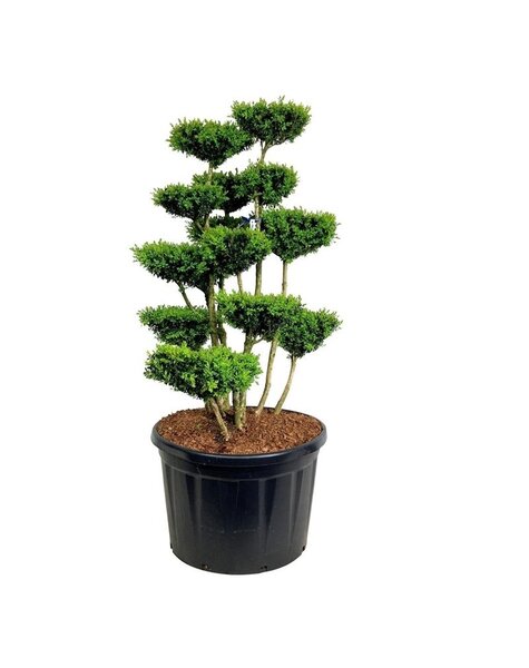 Buxus