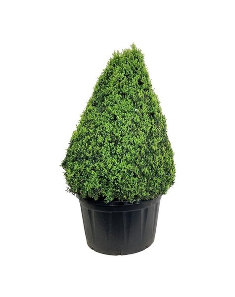 Buxus