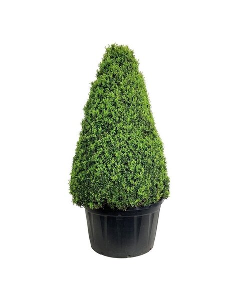 Buxus