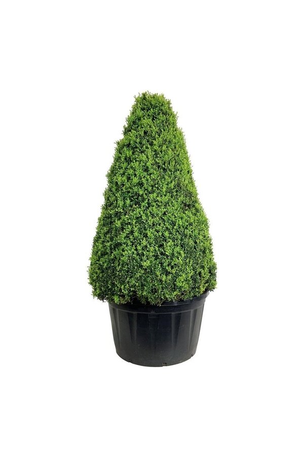 Buxus sempervirens