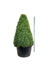 Buxus sempervirens