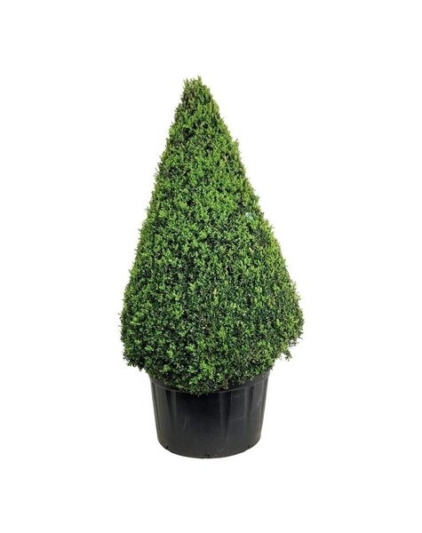 Buxus