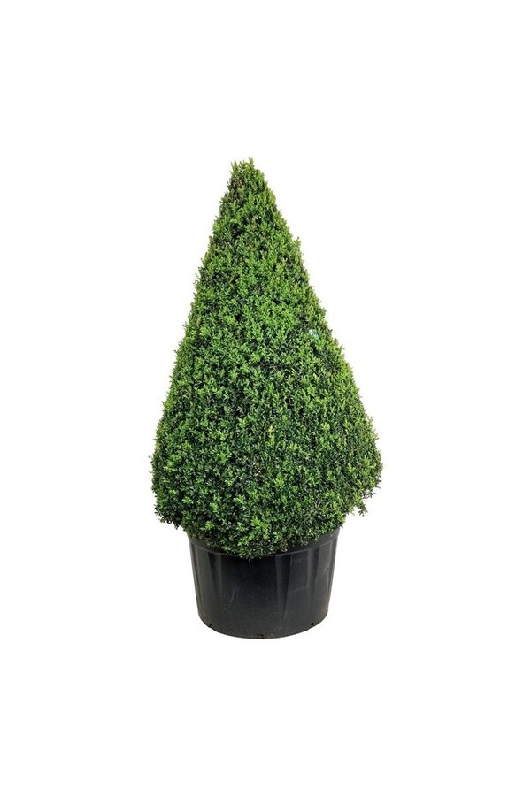 Buxus sempervirens