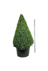 Buxus sempervirens