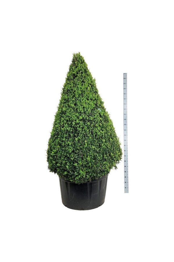 Buxus sempervirens