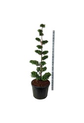 Chamaecyparis Fontana