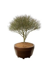 Fusain ailé Euonymus alatus Compactus