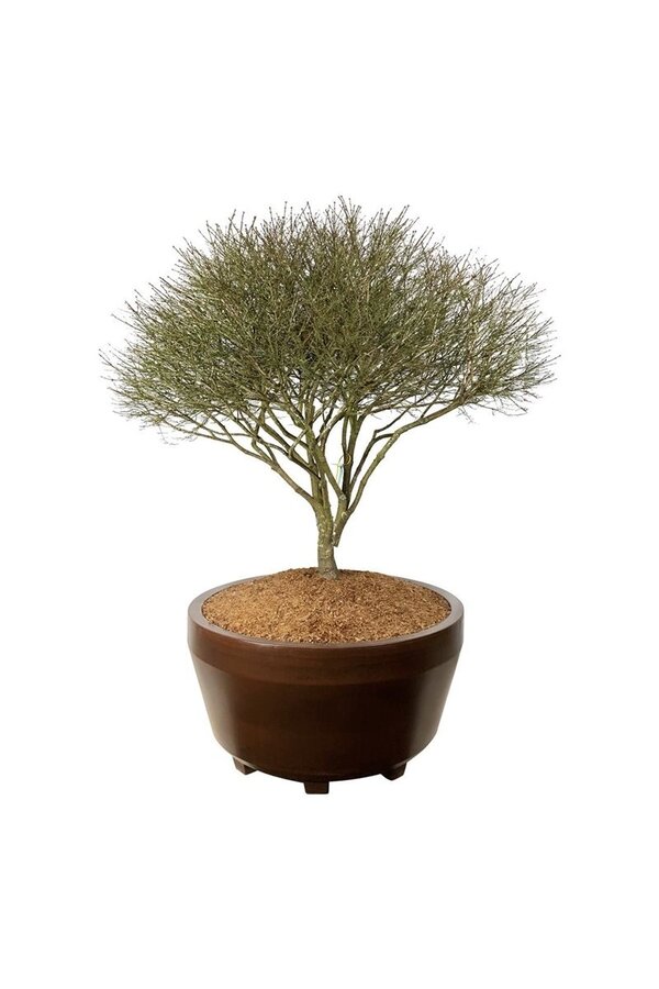 Fusain ailé Euonymus alatus Compactus