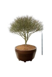 Fusain ailé Euonymus alatus Compactus