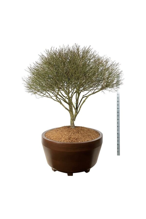 Fusain ailé Euonymus alatus Compactus