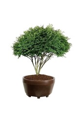 Fusain ailé Euonymus alatus Compactus