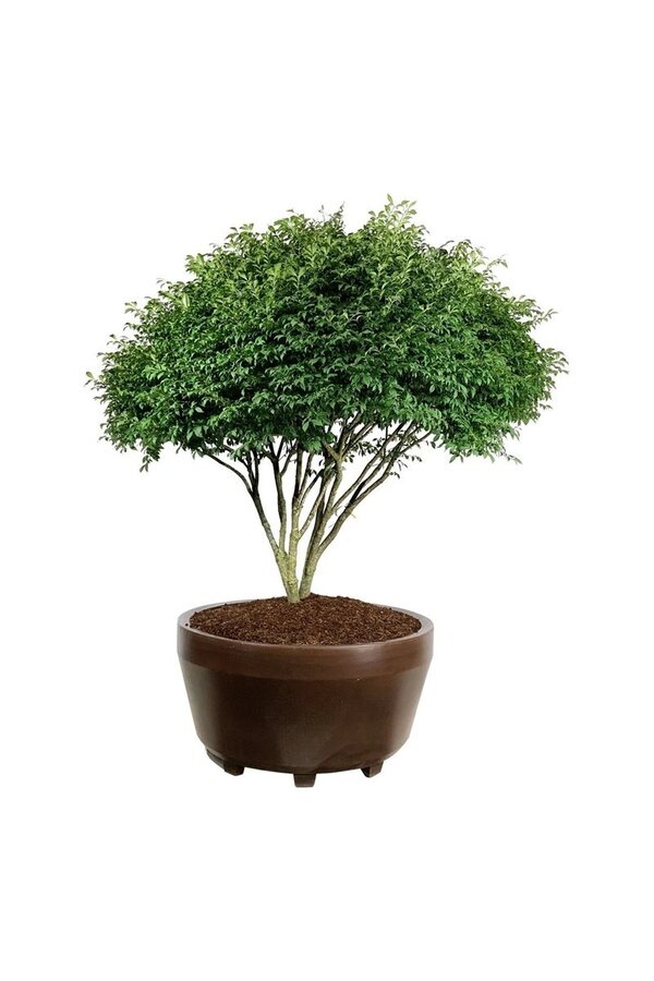 Fusain ailé Euonymus alatus Compactus