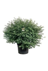 Kardinaalshoed Euonymus alatus