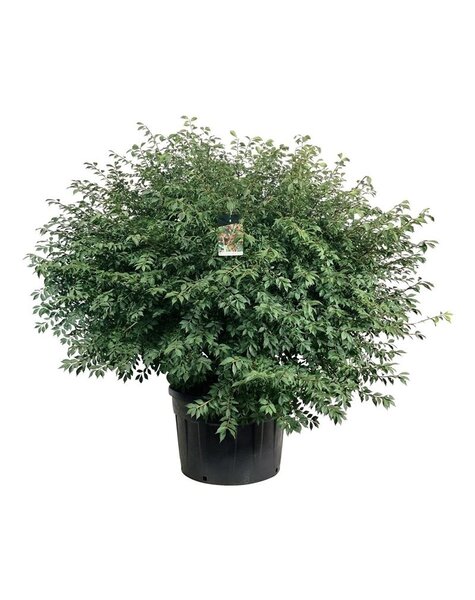 Euonymus