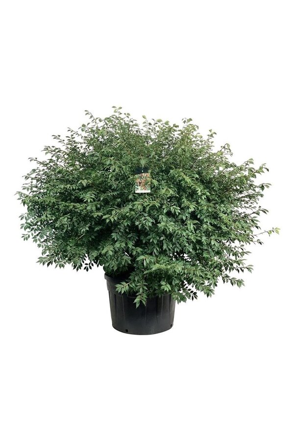 Kardinaalshoed Euonymus alatus