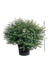 Kardinaalshoed Euonymus alatus