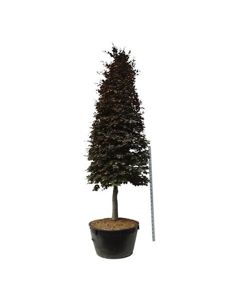 Fagus