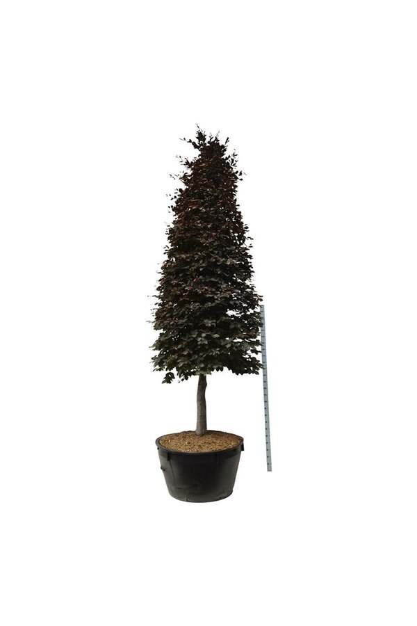 Beukenboom Fagus Atropunicea