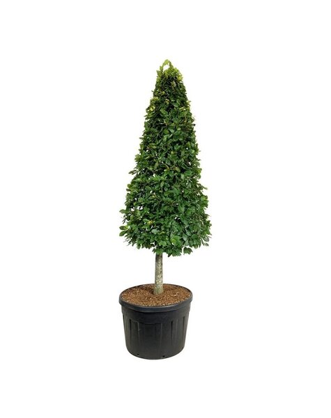 Fagus