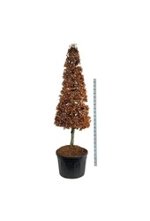 Beukenboom Fagus sylvatica