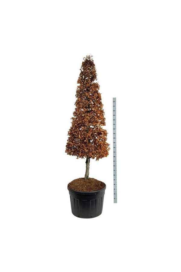 Beukenboom Fagus sylvatica