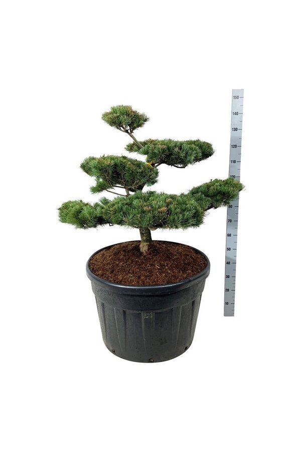 Denneboom Pinus Negishi