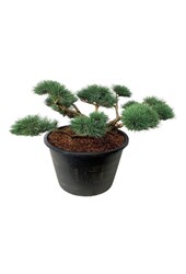 Denneboom Pinus Repens