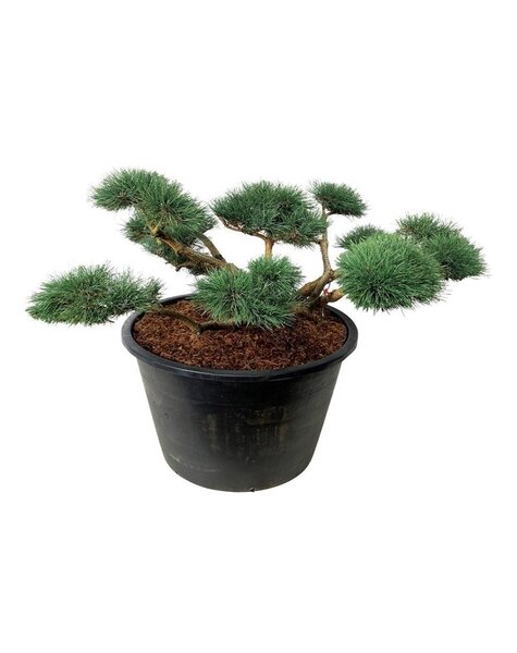 Pinus