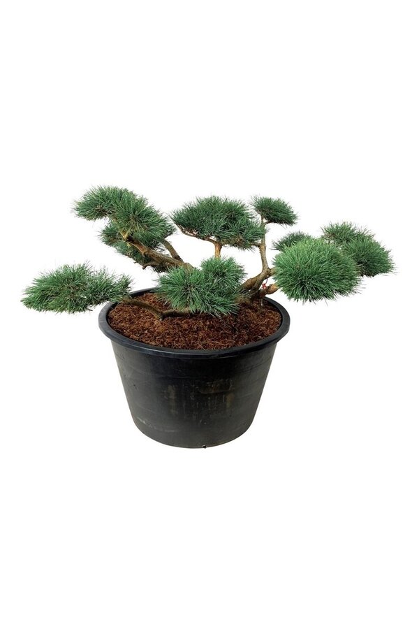 Denneboom Pinus Repens