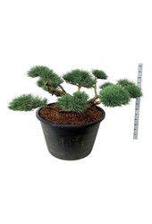 Denneboom Pinus Repens