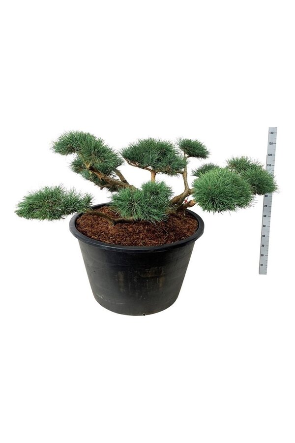 Denneboom Pinus Repens
