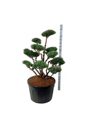 Denneboom Pinus Watereri