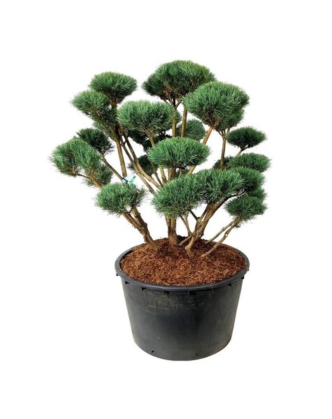 Pinus