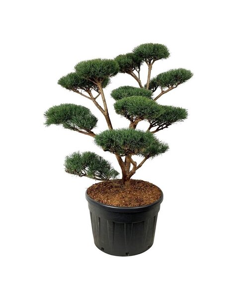 Pinus