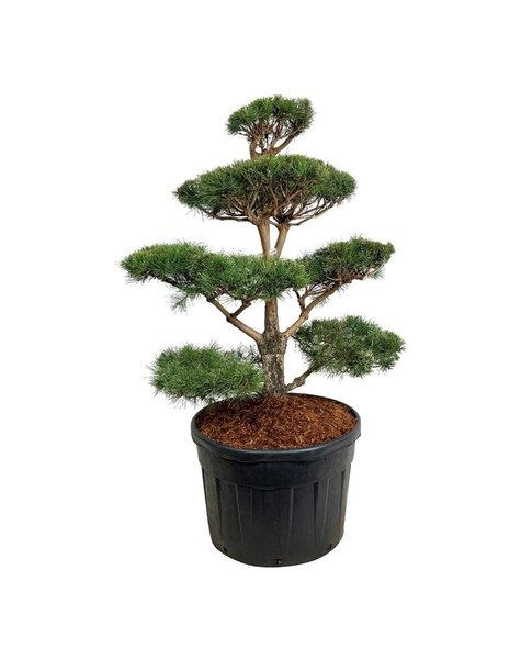 Pinus