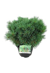 Pin Pinus strobus Minima