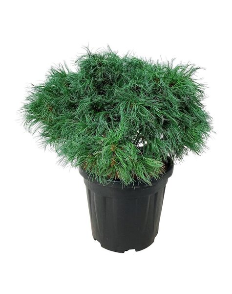 Pinus