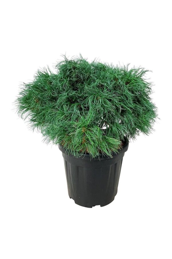 Denneboom Pinus strobus Tiny Kurls