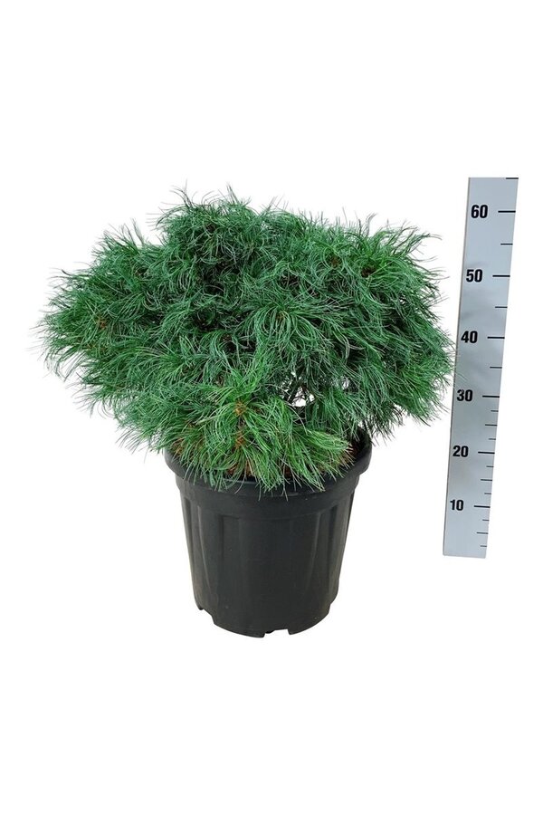 Denneboom Pinus strobus Tiny Kurls